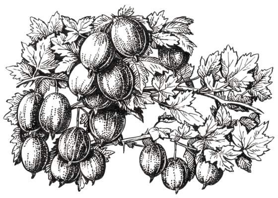 Схема рисования ягоды