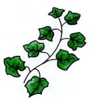 Плющ комнатный рисование с малышами