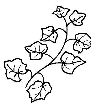 Плющ растение раскраска