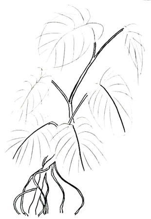Тропические растения карандашом