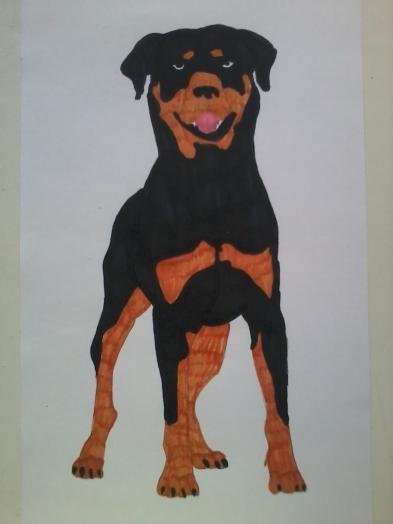 Рисунки ротвейлер для начинающих