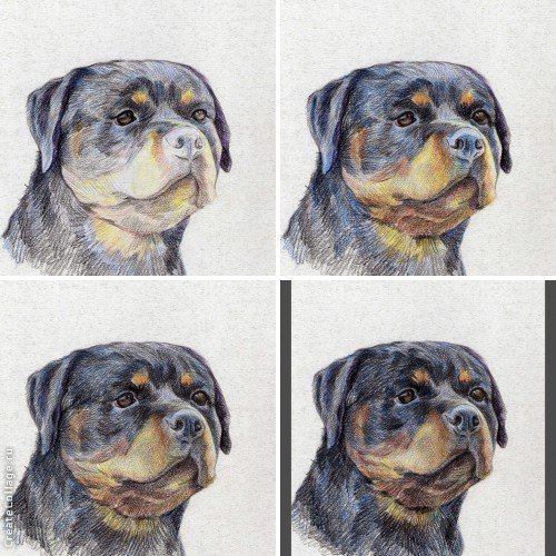 Ротвейлер рисунок графический цветной