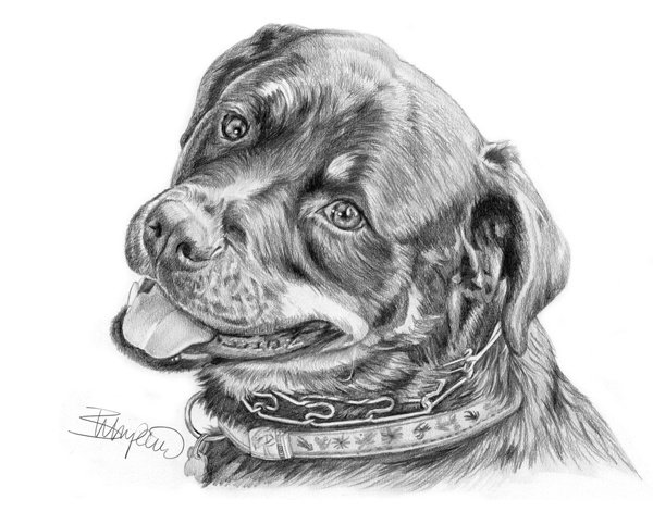 Ротвейлер Графика эскиз