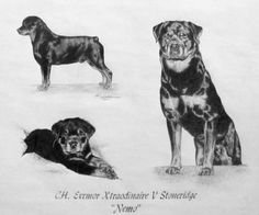 Скетч собака ротвейлер