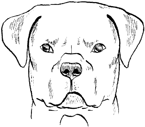 Ротвейлер стандарт уши