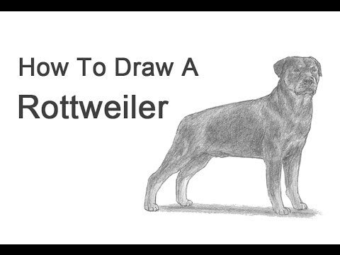 Ротвейлер в полный рост карандашом