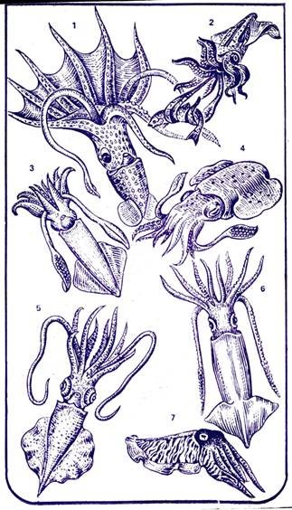 Кальмар каракатица