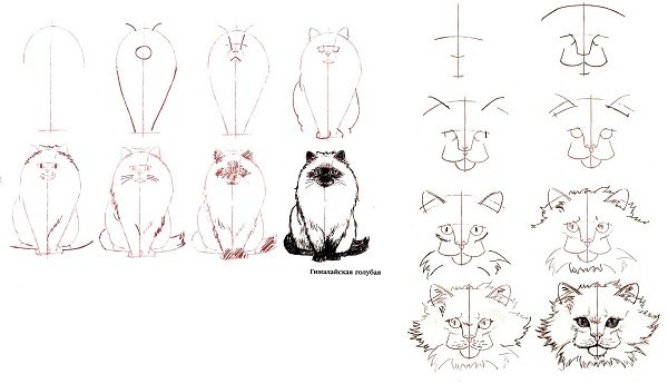 Поэтапное рисование кошки для взрослых