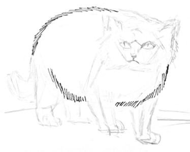 Манул раскраска