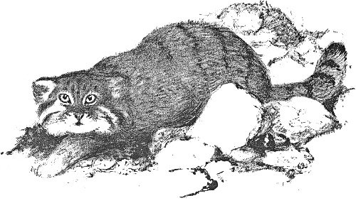 Дикий кот Манул раскраска