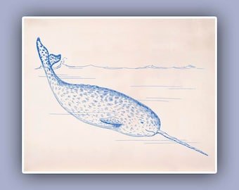 Нарвал анатомия скетч