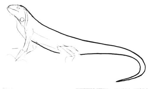 Нарисовать игуану поэтапно карандашом