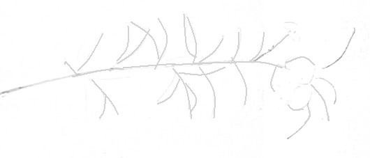 Поэтапное рисование веточки вишни