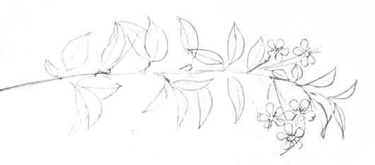 Веточка с цветами рисунок карандашом