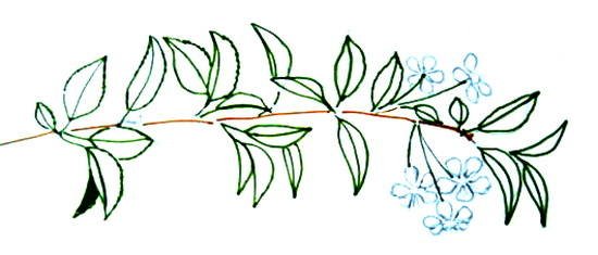 Веточка карандашом легко