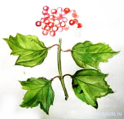 Кисть калины рисунок