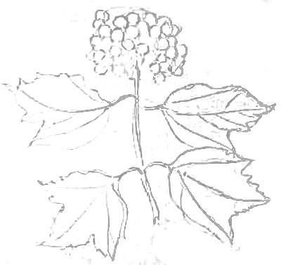 Калина обыкновенная рисунок карандашом
