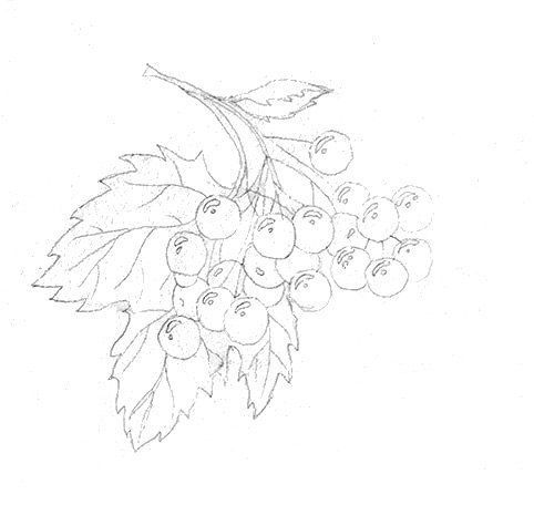 Ветка калины рисунок карандашом