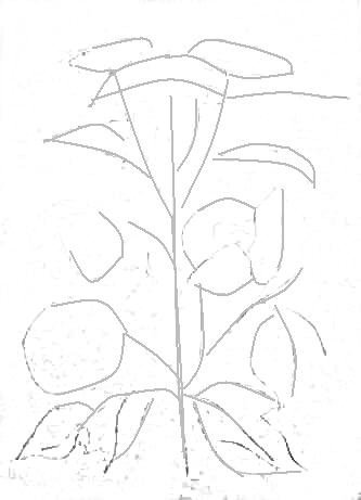 Контур цветка калины