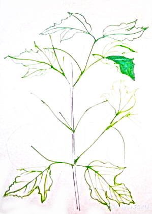 Калина куст рисунок карандашом