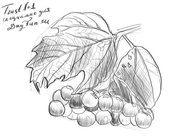 Калина карандашом