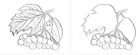 Калина рисунок карандашом