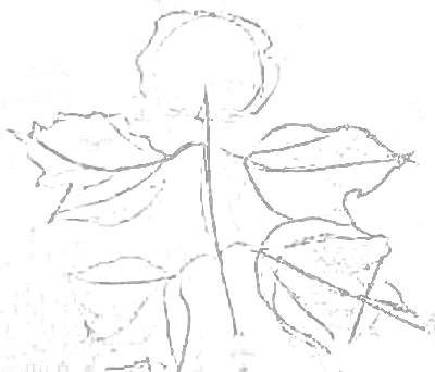 Лист калины построение