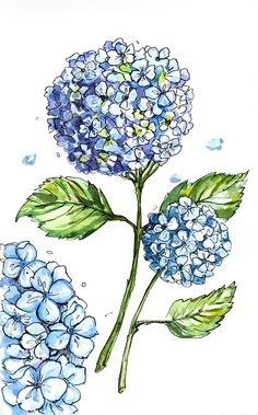 Рисунки гортензии в скетч