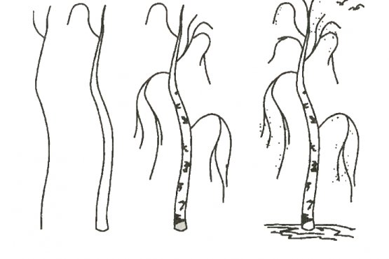 Этапы рисования березы для детей