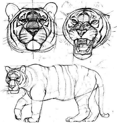 Анатомия тигра сбоку