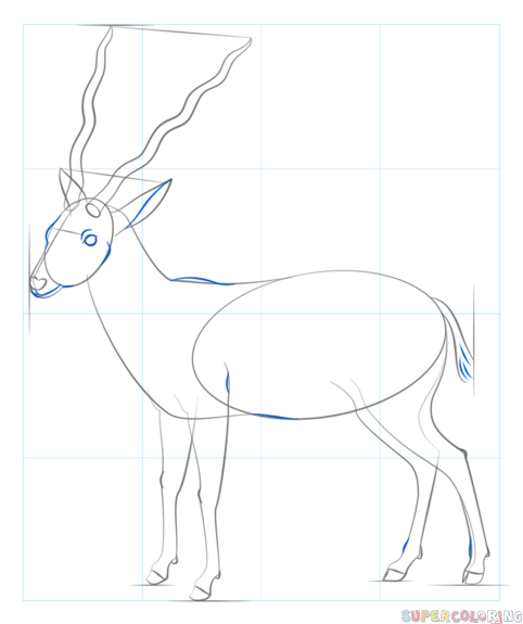Поэтапное рисование сайгака