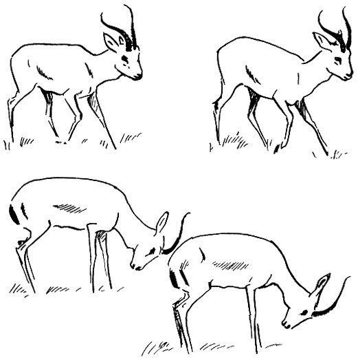 Сайгак рисунок поэтапно