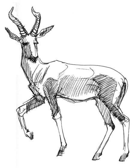Скетчи газели животного