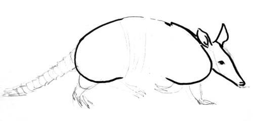 Броненосец рисунок поэтапно