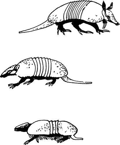 Броненосец туториал