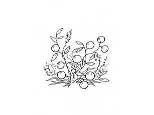 Клюква Болотная раскраска