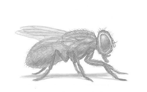 Поэтапное рисование Годзиллы