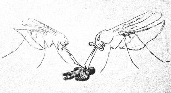 Комары посадка