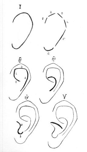 Анатомия уха для рисования