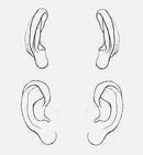 Рисование волчьих ушей