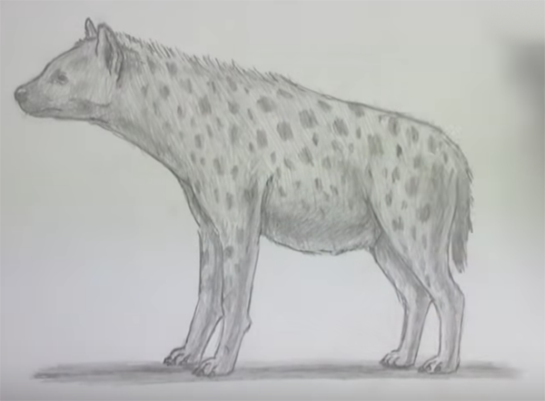 Гиена рисунок карандашом