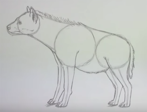 Гиена рисунок пошагово