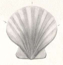 Ракушки штриховка