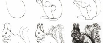 Белка поэтапное рисование для детей