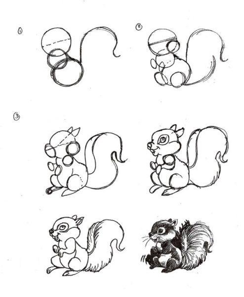 Рисование белки пошагово