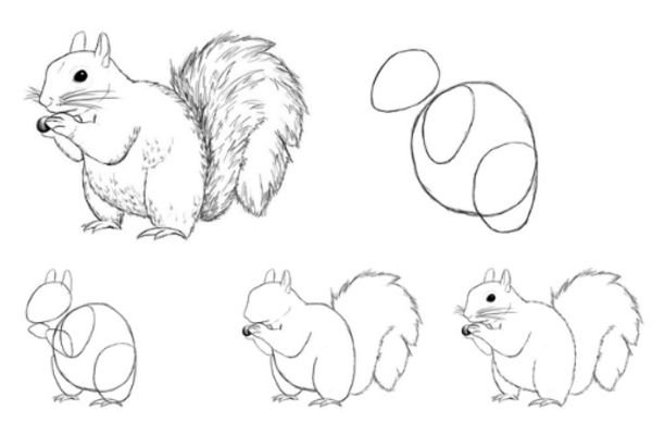 Поэтапный рисунок белки
