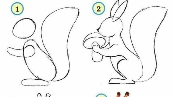 Поэтапное рисование белки