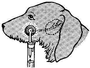 Ахегао Катарина