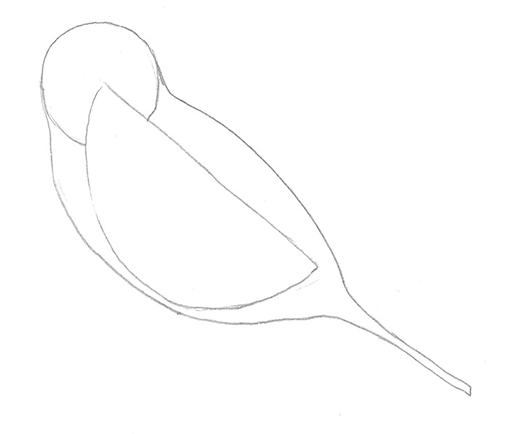 Как рисовать Чижа