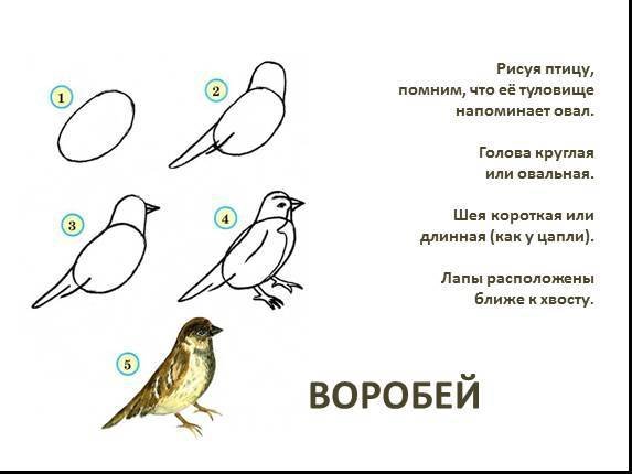 Поэтапное рисование воро